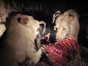 Lions feasting on a successful kill--the Wildebeest special. 